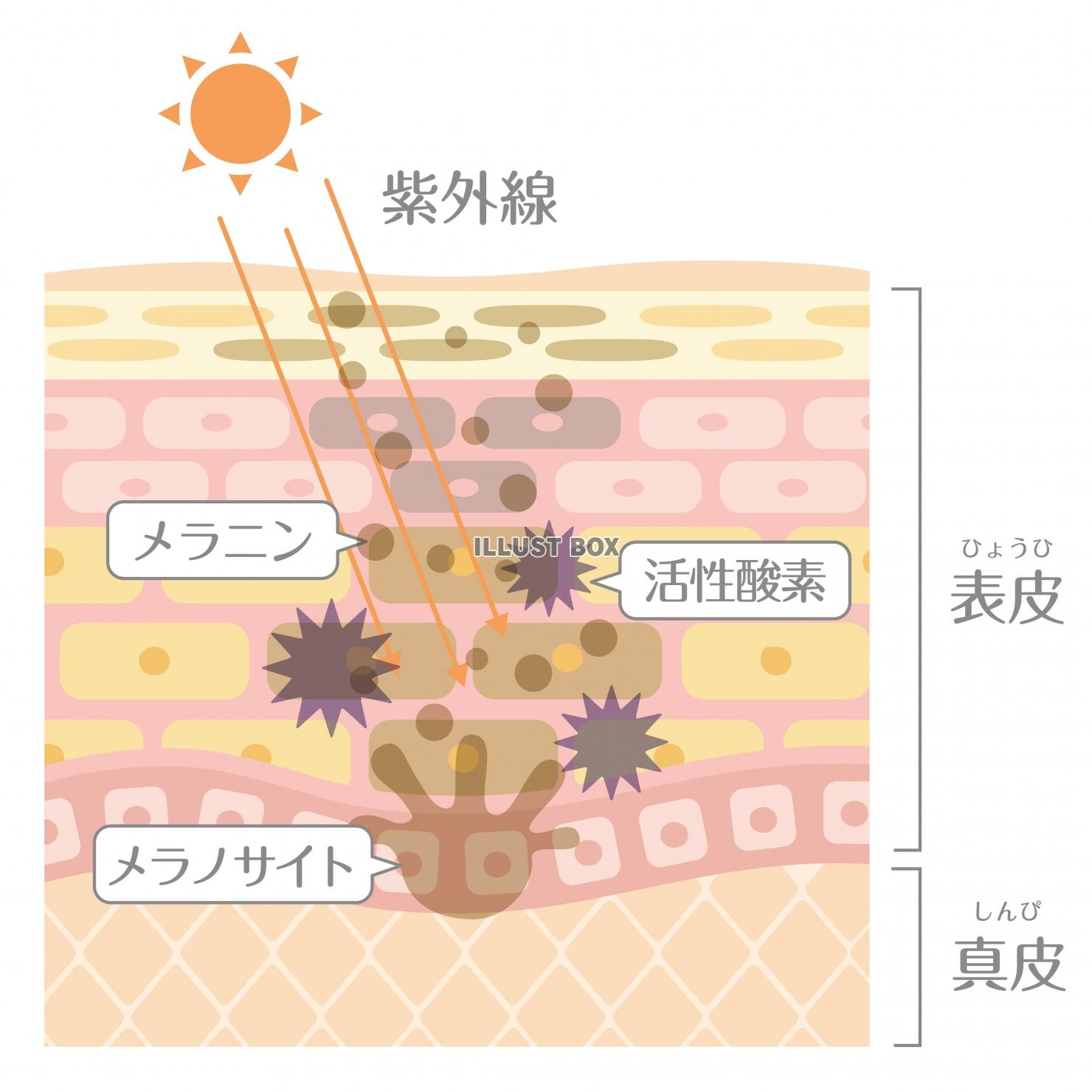 無料イラスト 肌の構造 紫外線の仕組み Uv 文字あり