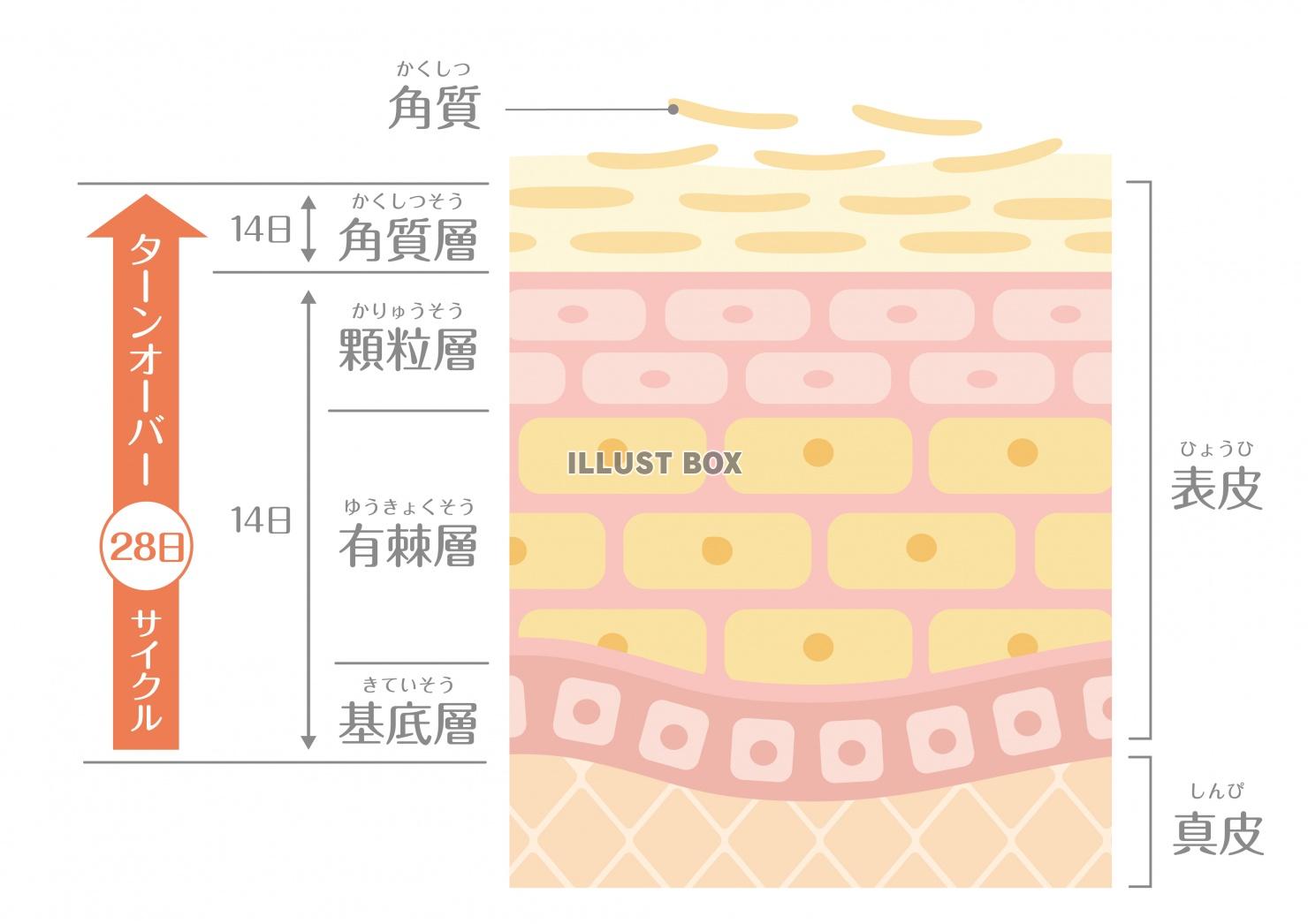 無料イラスト 肌の構造 ターンオーバーの仕組み 文字あり