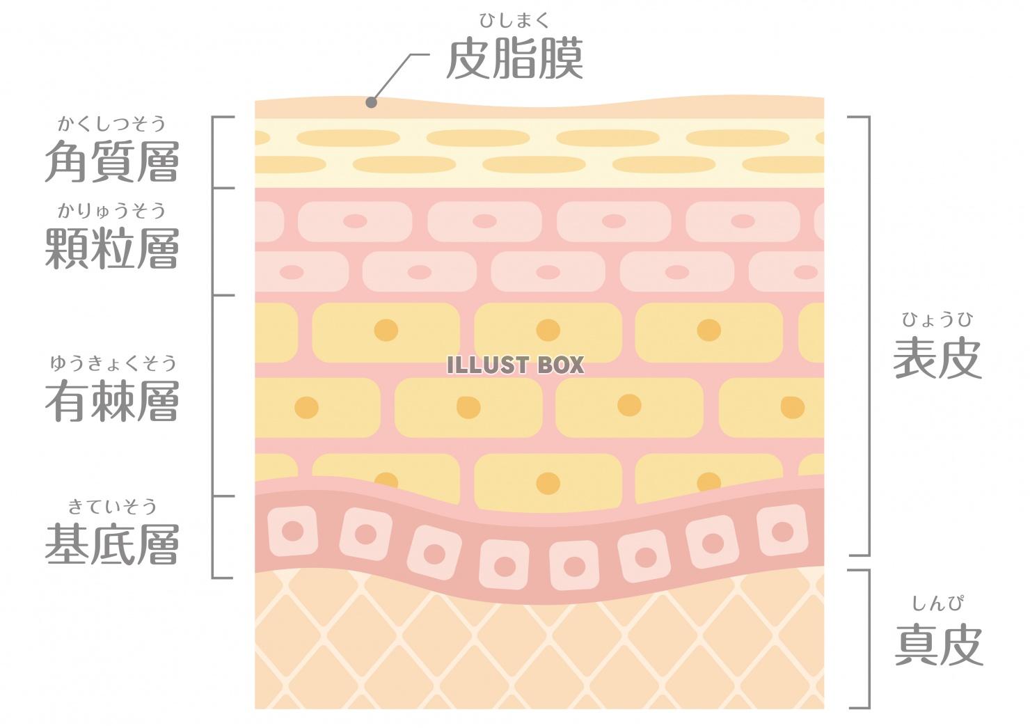 無料イラスト 肌の構造 肌の断面図 文字あり