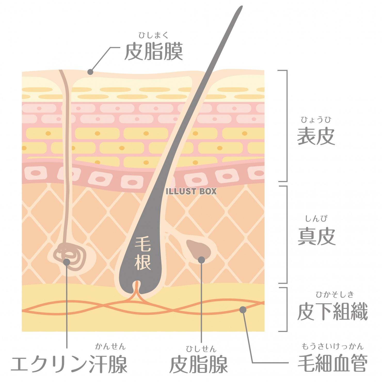 肌の構造★肌の断面図・毛穴・毛根★文字あり