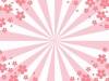 ピンクと桜の集中線背景素材