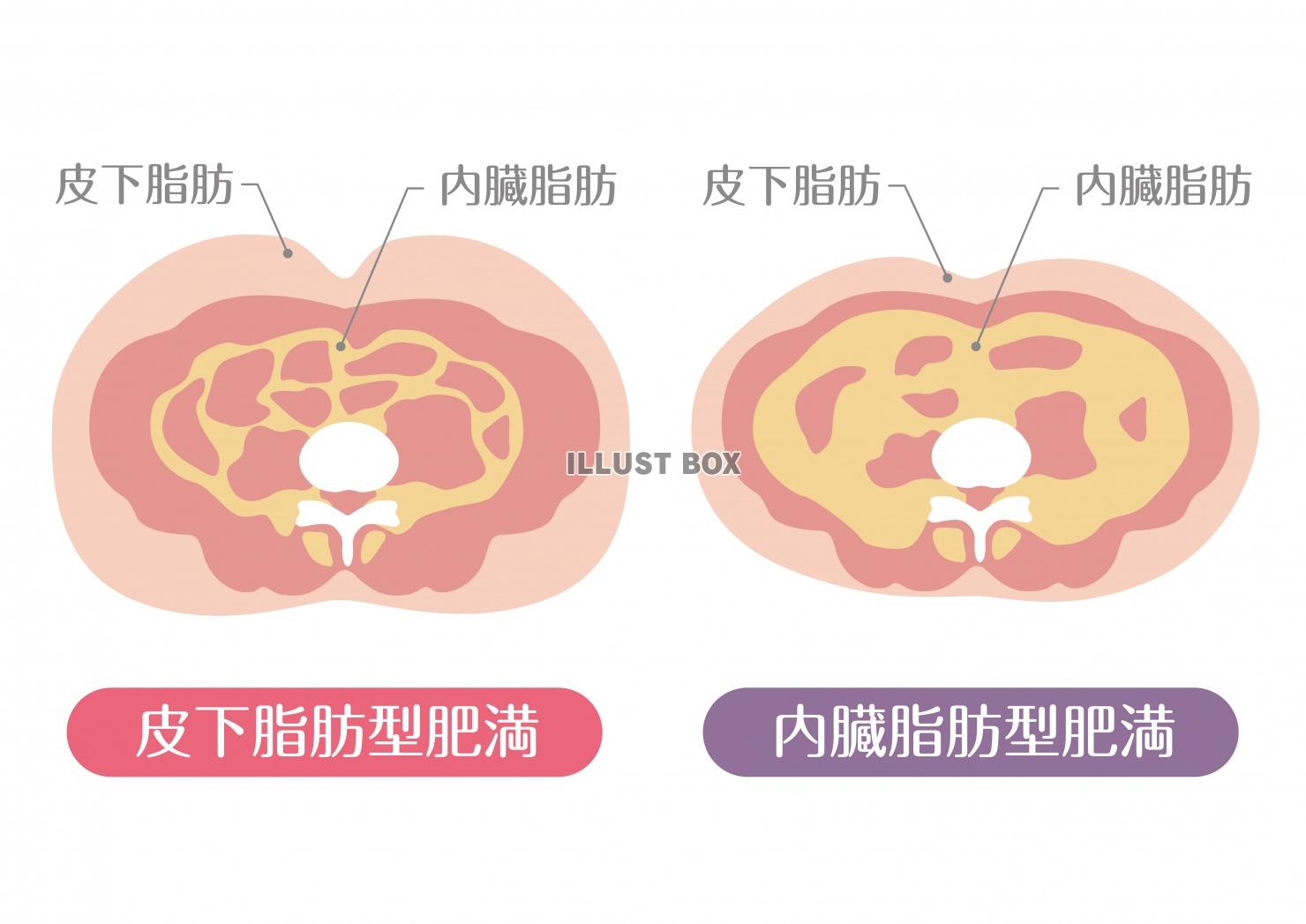 皮下脂肪分解为小分子水和二氧化碳排出体外_1920X1080_高清视频素材下载(编号:5567006)_影视包装_光厂(VJ师网) www ...