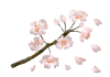 絵の具風花びら舞い散る桜の枝