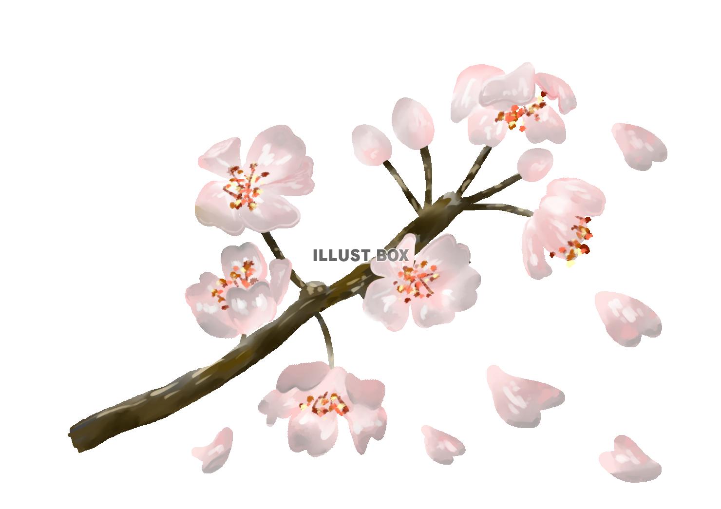 絵の具風花びら舞い散る桜の枝