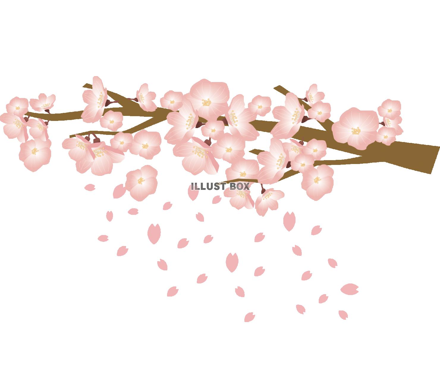 桜の花のイラスト