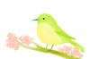 桜とうぐいす　透過png