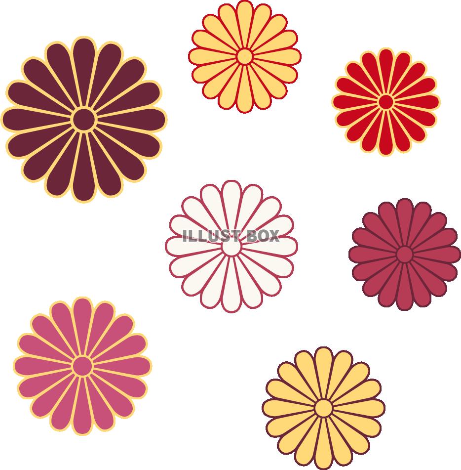 無料イラスト 菊の花セット