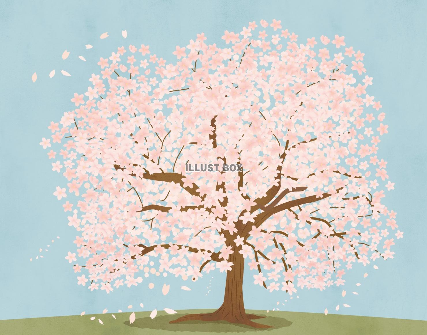 桜の木 イラスト無料