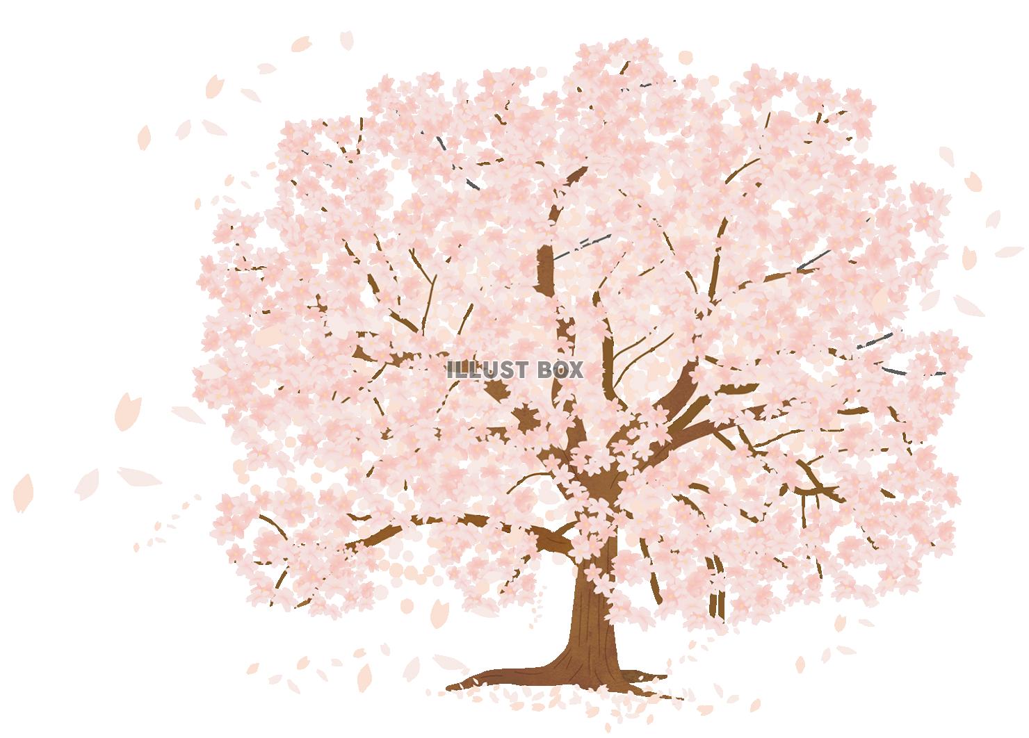 桜の木(zip:ai(cs2),jpg,透過png)