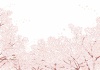 桜のフレーム(zip:ai(cs2),jpg,透過png)