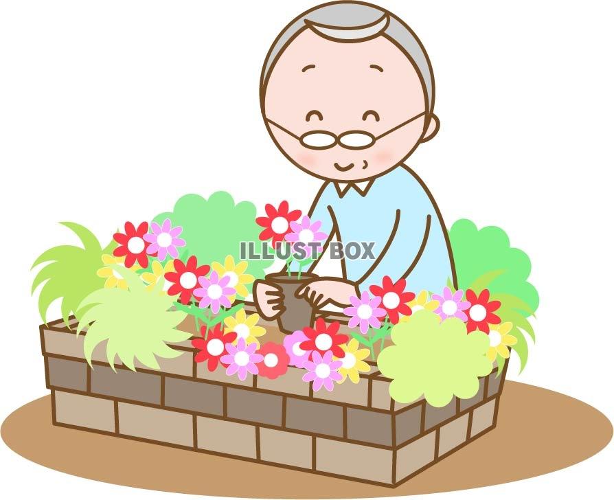 無料イラスト 花壇で園芸を楽しむおじいちゃん
