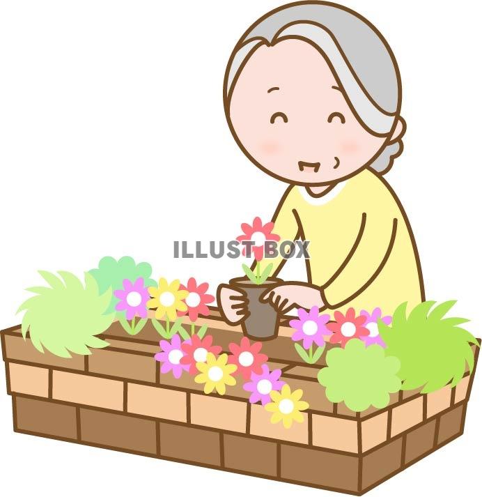 無料イラスト 花壇の手入れをするおばあちゃん