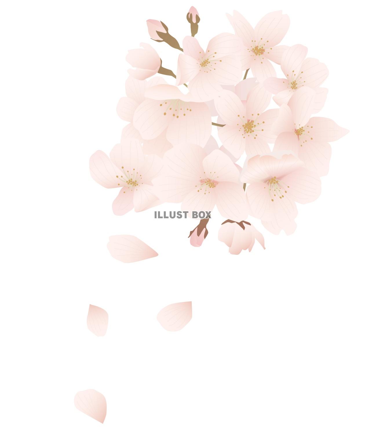 花びら舞う桜のイラスト(zip:ai(cs2),jpg,透過...
