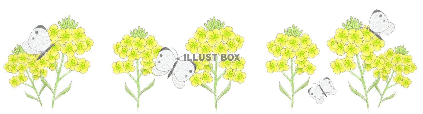 菜の花とモンシロチョウのライン
