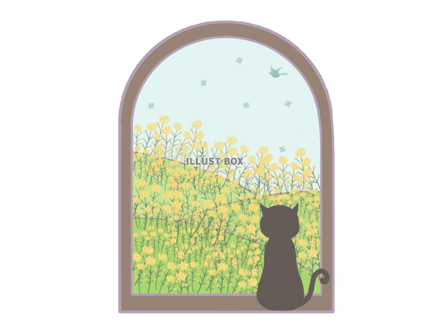 窓辺に座る猫　菜の花