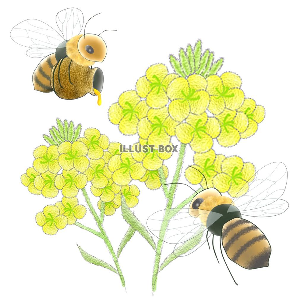 無料イラスト ミツバチと菜の花