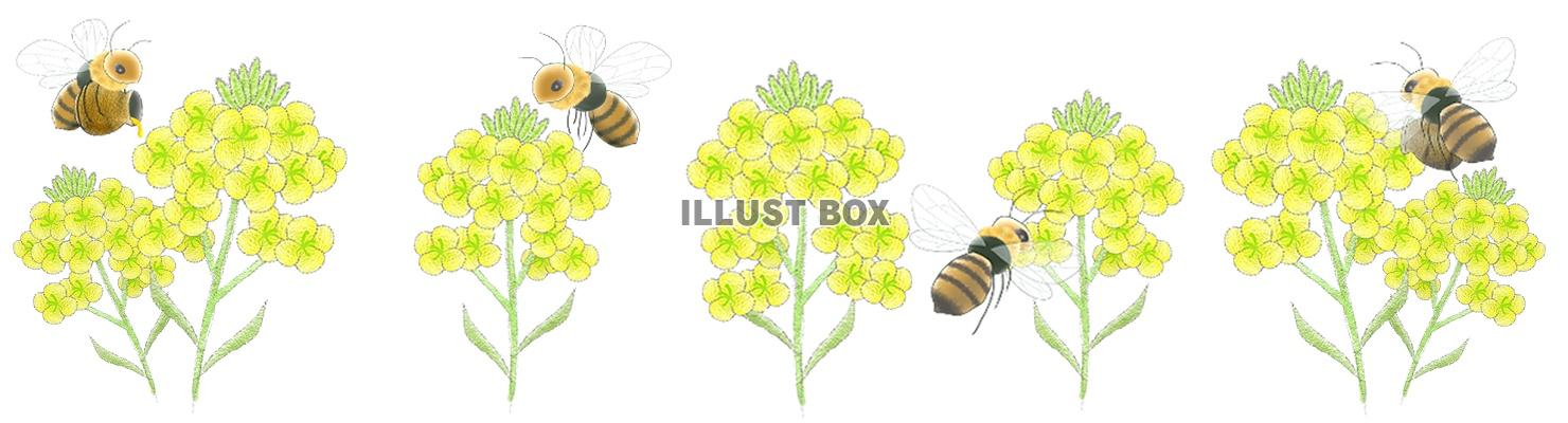 菜の花とミツバチのライン