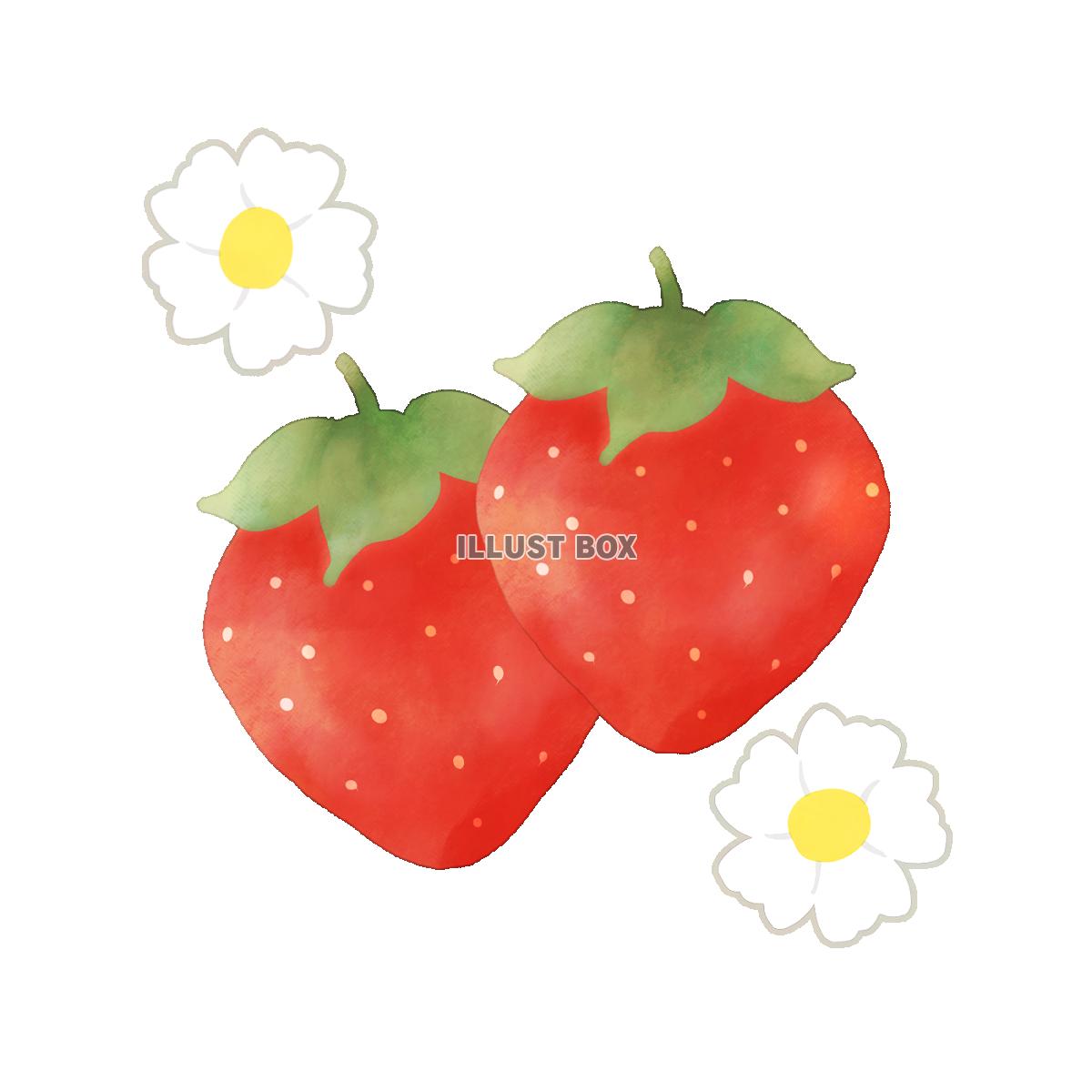 無料イラスト いちごといちごの花