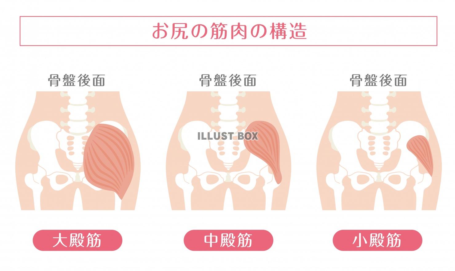 筋肉 イラスト無料