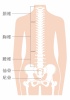 人間の身体★背骨（脊柱）説明イラスト★
