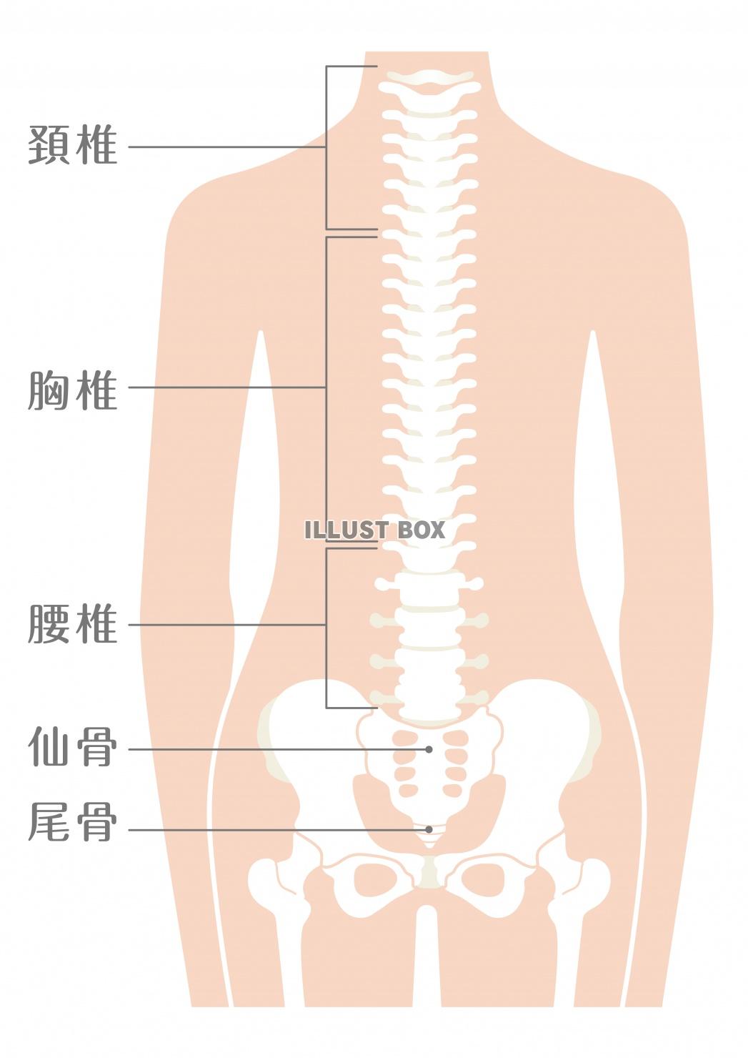 人間の身体★背骨（脊柱）説明イラスト★