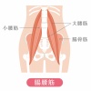 人間の身体★腰の筋肉（腸腰筋）イラスト★