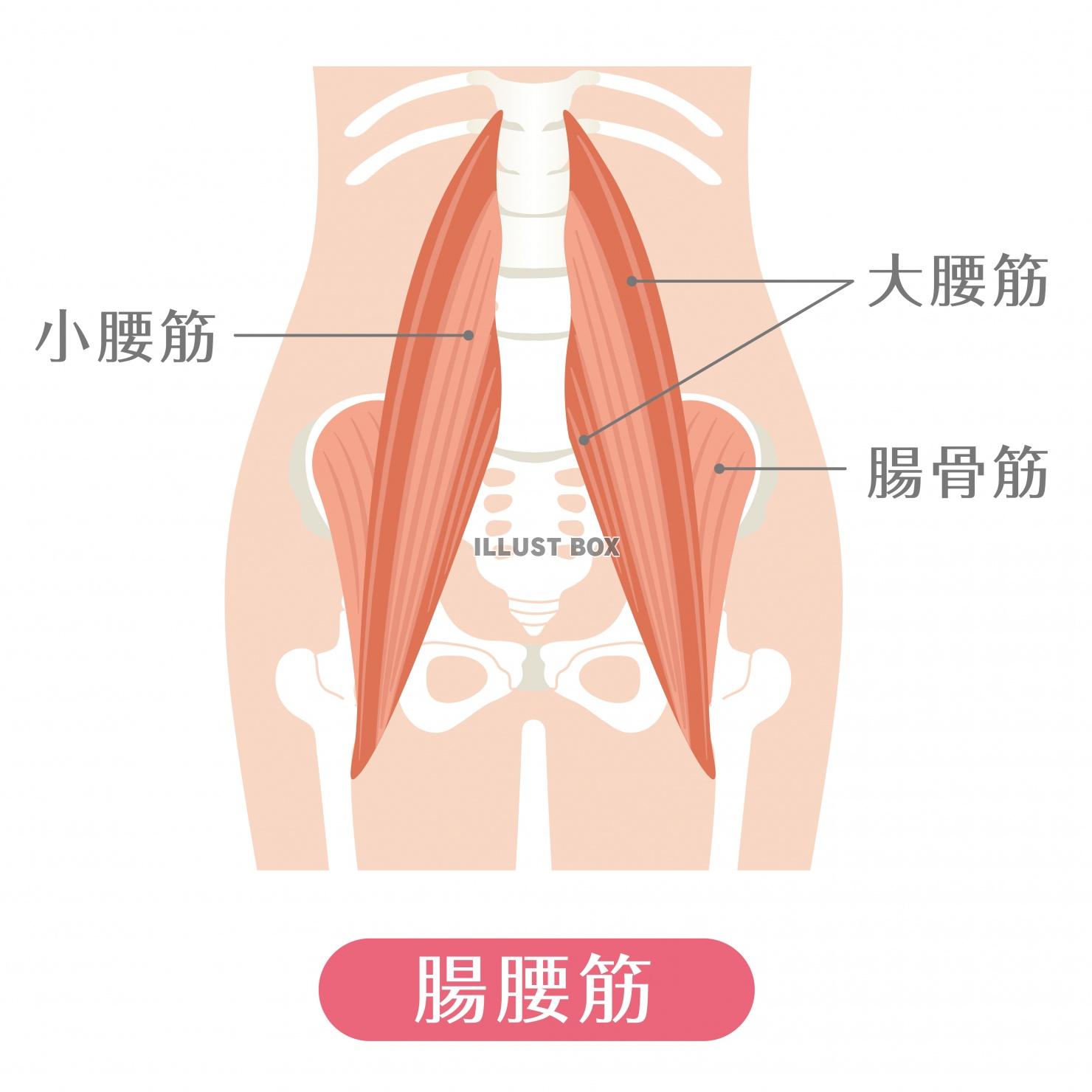 腸腰筋 イラスト無料