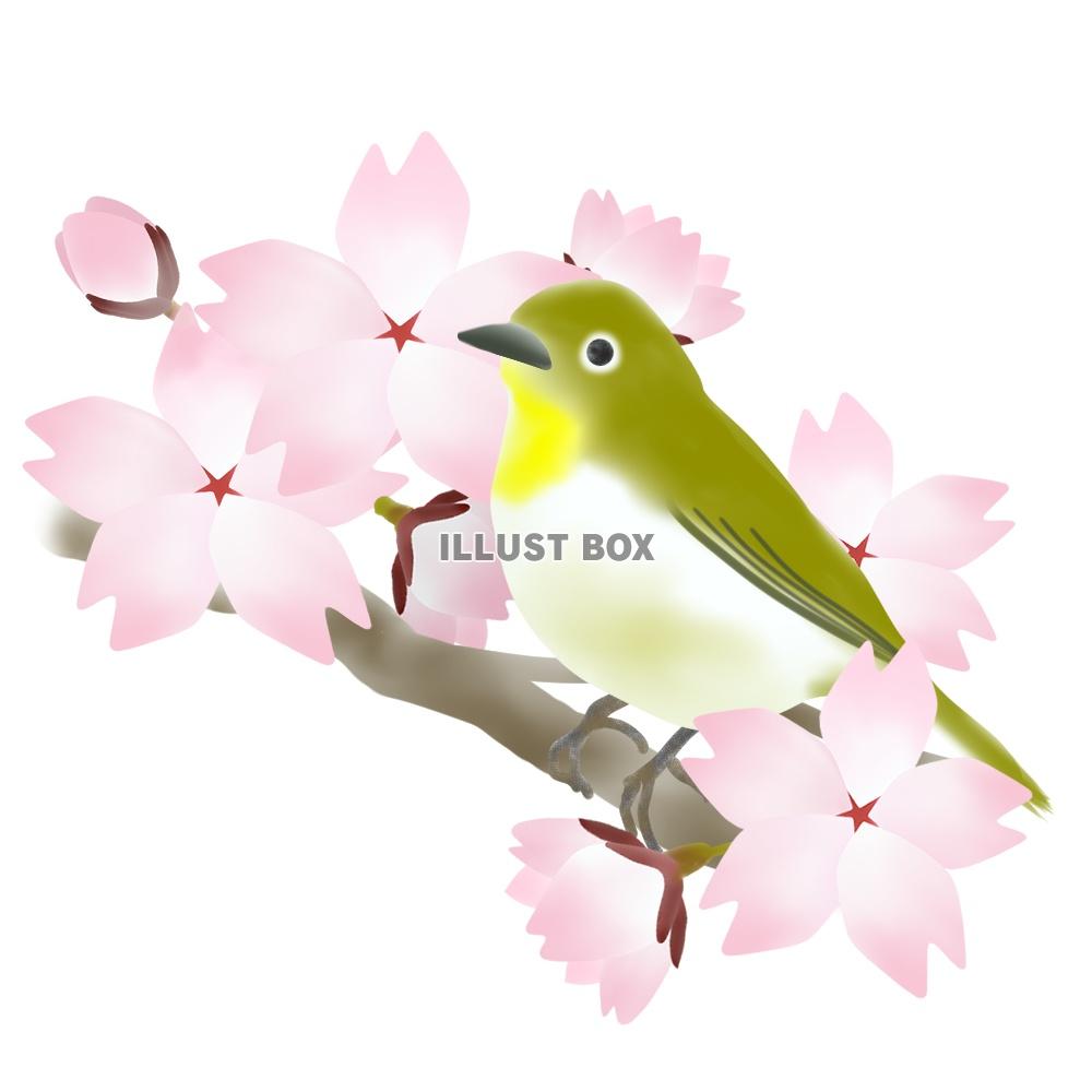 無料イラスト 桜とメジロ