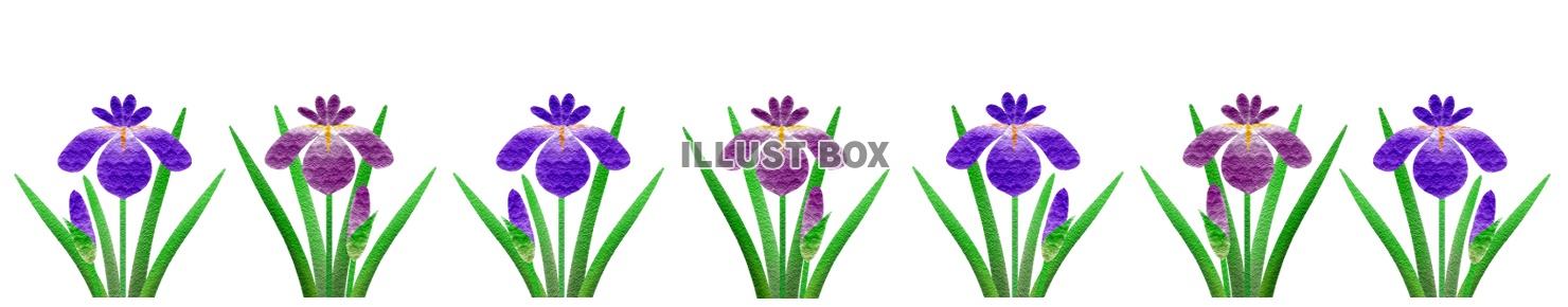 花菖蒲のライン