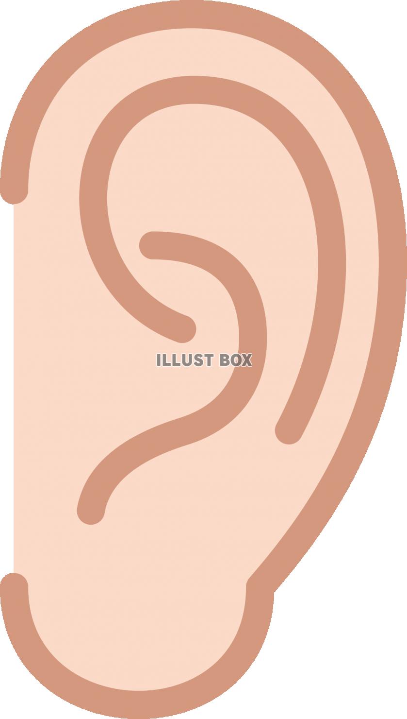 シンプルな耳の線画
