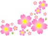 桜の花模様壁紙シンプル背景素材イラスト。透過 png 