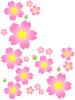 桜の花模様壁紙シンプル背景素材イラスト。透過 png 