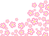桜の花模様壁紙シンプル背景素材イラスト。透過 png
