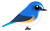 ルリビタキ（日本の野鳥）透過ＰＮＧ