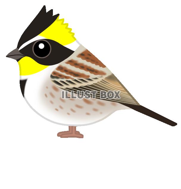 ミヤマホオジロ(日本の野鳥)透過PNG