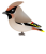 キレンジャク（日本の野鳥）透過PNG