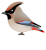 ヒレンジャク（日本の野鳥）透過PNG