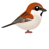 ニュウナイスズメ（日本の野鳥）透過PNG