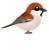 ニュウナイスズメ（日本の野鳥）透過PNG