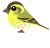 マヒワ（日本の野鳥）透過PNG