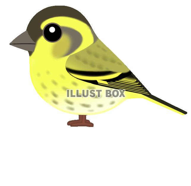 マヒワ(日本の野鳥)透過PNG