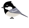 ヒガラ（日本の野鳥）透過ＰＮＧ