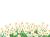 水仙（白）のフレーム（PNG背景透過）