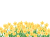 水仙（黄色）のフレーム