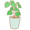 観葉植物②