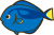 ナンヨウハギ