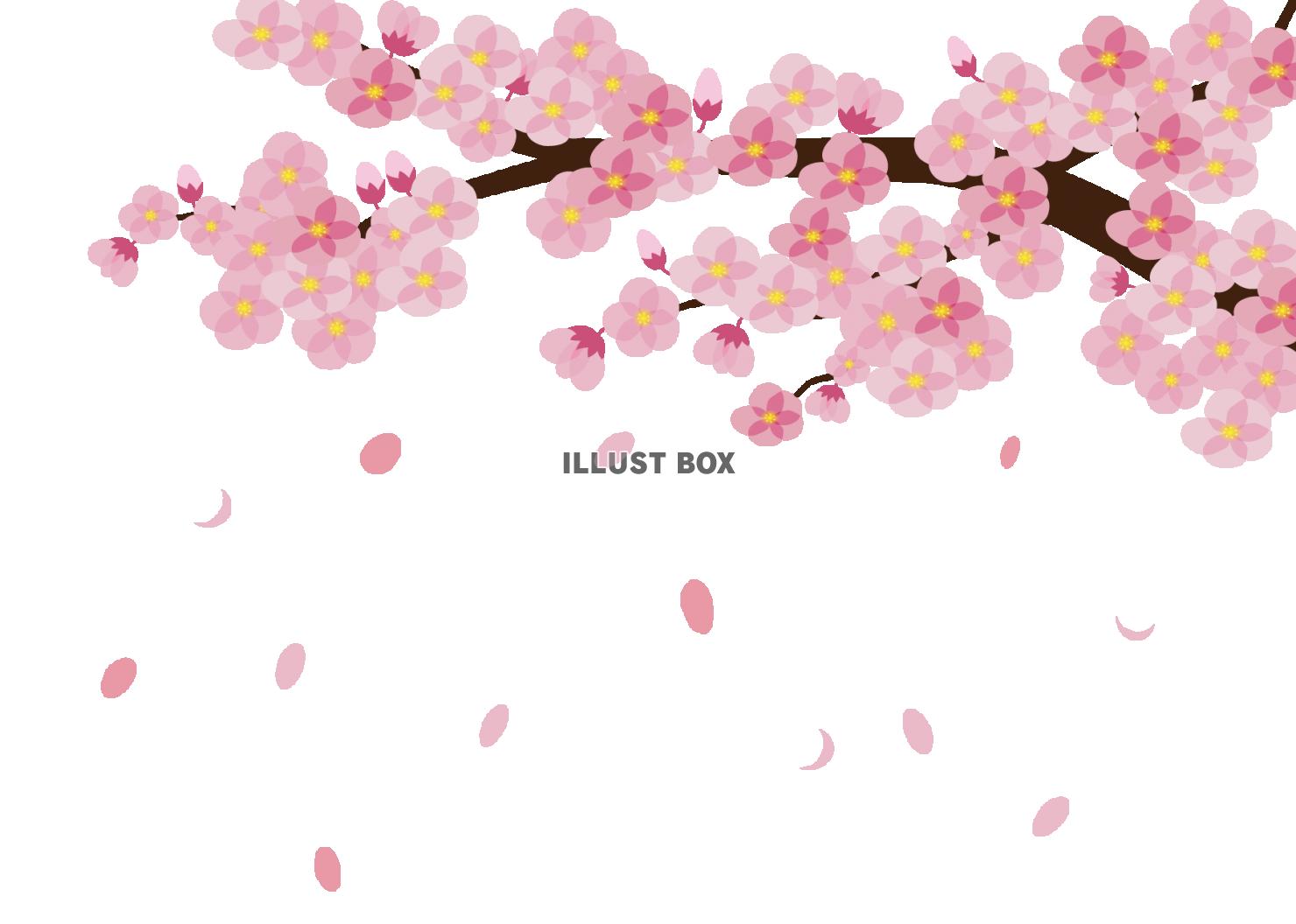 壁紙 柄 桜 イラスト無料