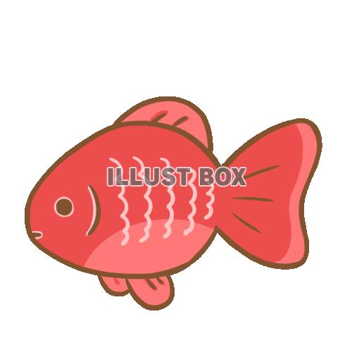 無料イラスト 金魚