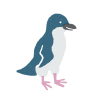 オーストラリアの動物　コビトペンギン