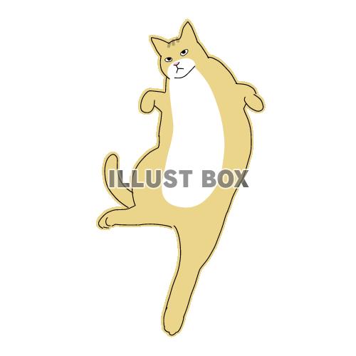 猫のシンプルかわいい全身イラスト　へそ天の猫